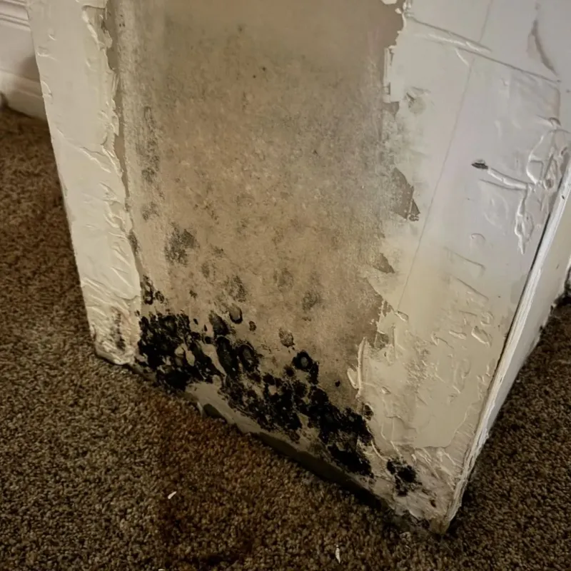 Professional Mold Removal in Marshall, MI